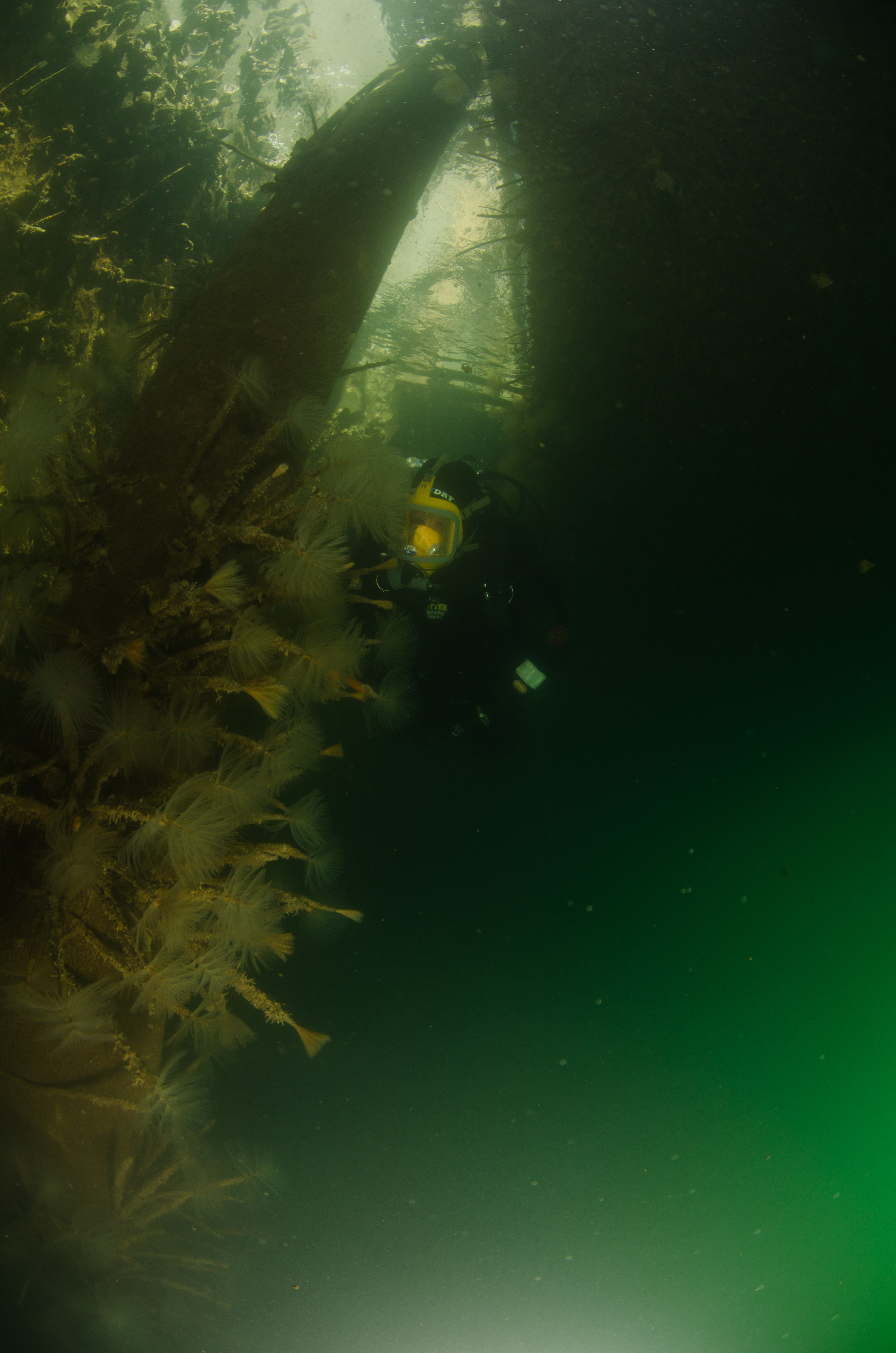 DSC_2964 – Mediterranean, fanworm, Sabella, spallanzanii, marine, pest, Auckland, underwater, crispin, nz, new, zealand, new zealand, fan, worm, marine, pest, invasive, Biosecurity